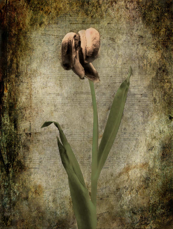 Wilting tulip picture.