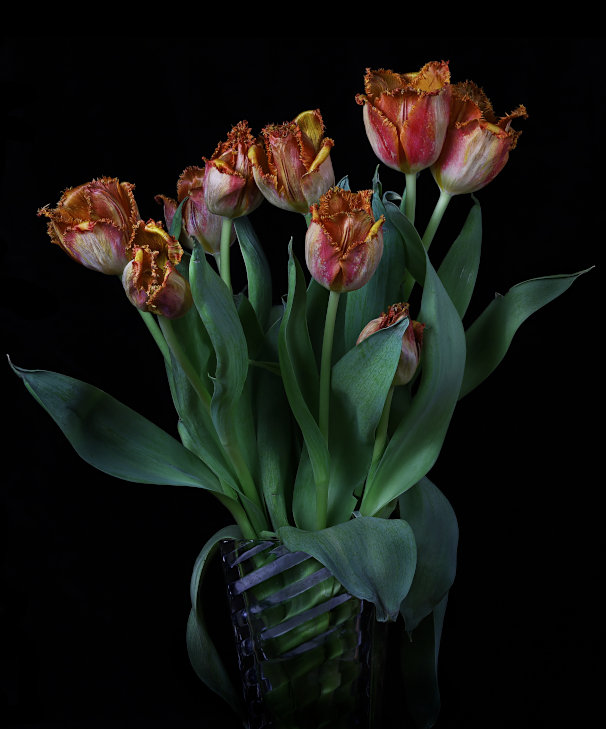 Picture of fringed tulip boquet.