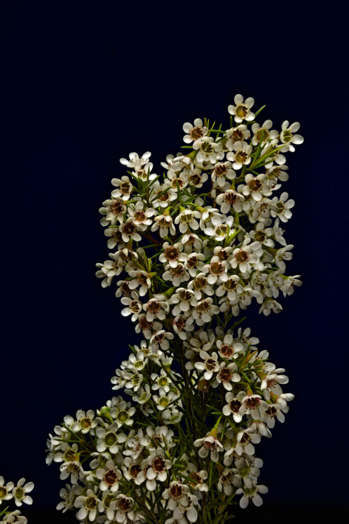 bunch of small white flowers