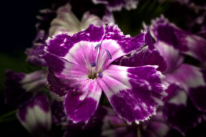 purple and white flower in dark setting