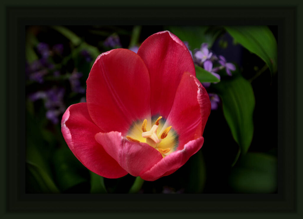 red flower picture in green frame