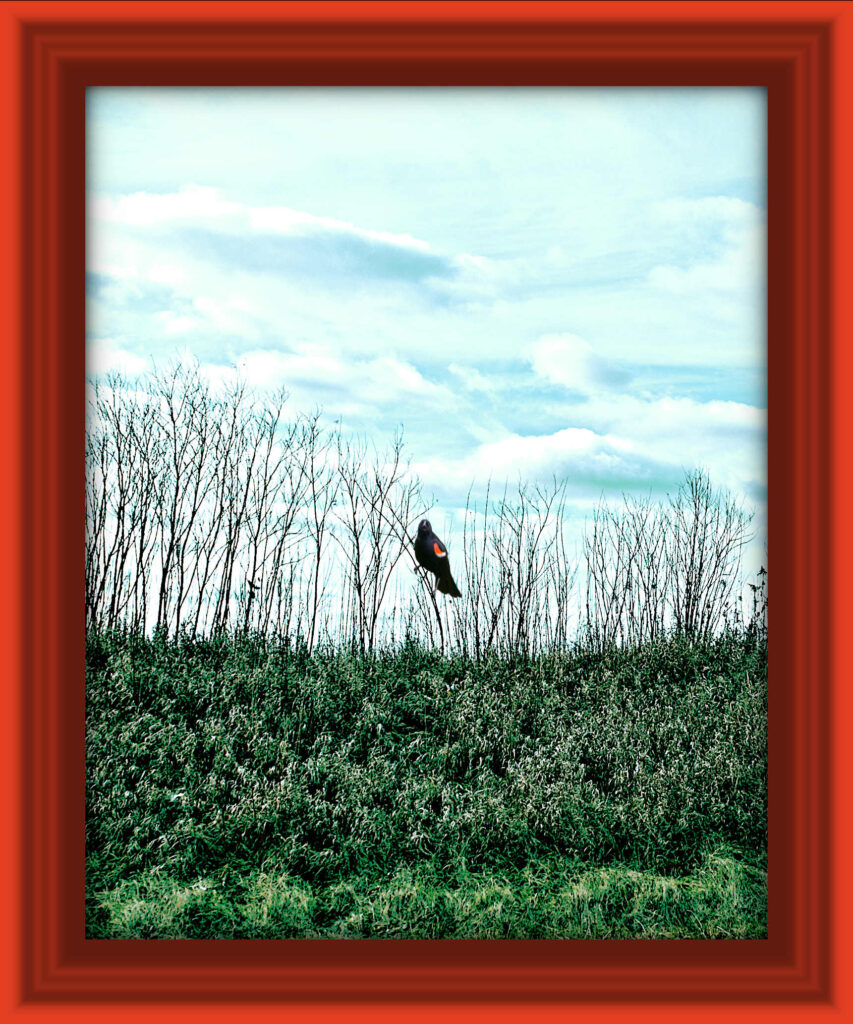 red winged blackbird on grass stem, framed