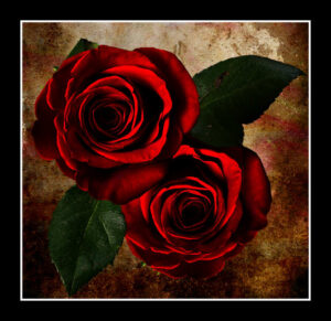 Two roses on a grunge background