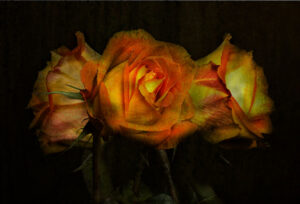 red and yellow roses, trio
