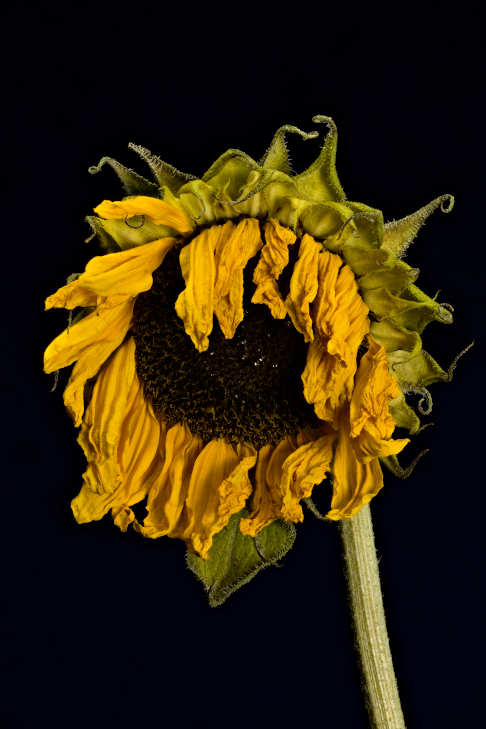 wilting sunflower