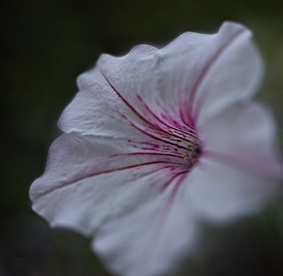 white flower with purple strips and spots