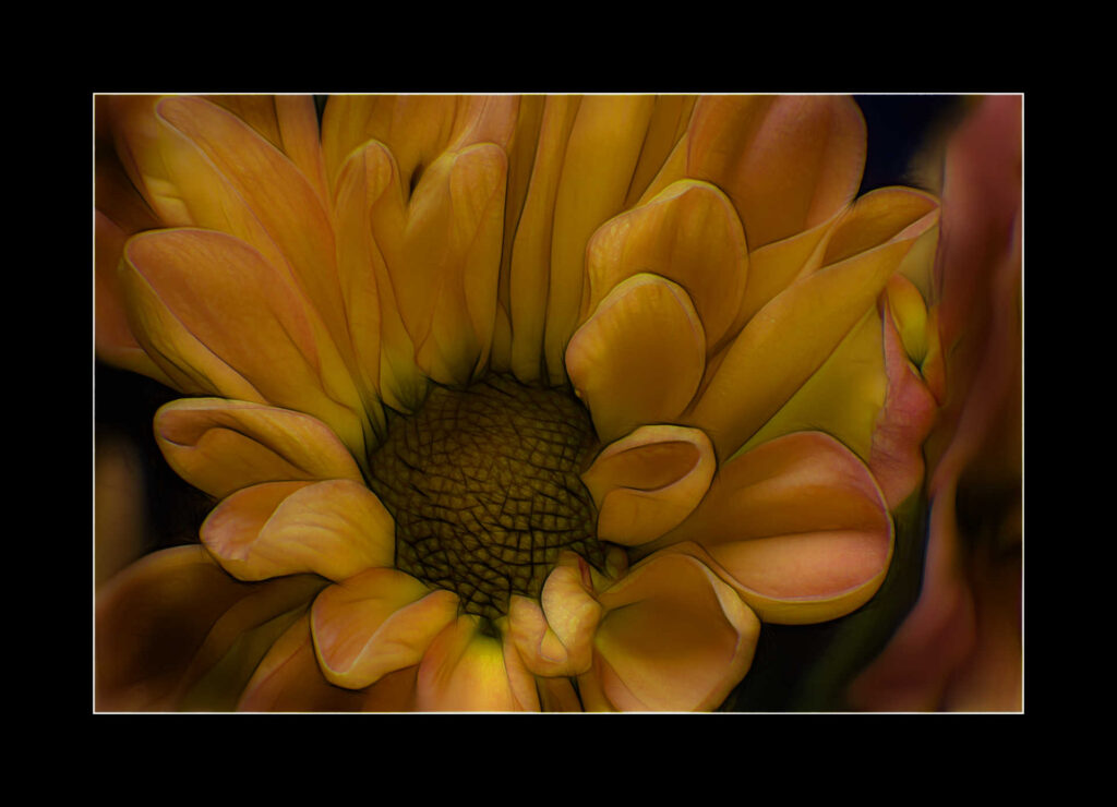 close study of sunflower, framed