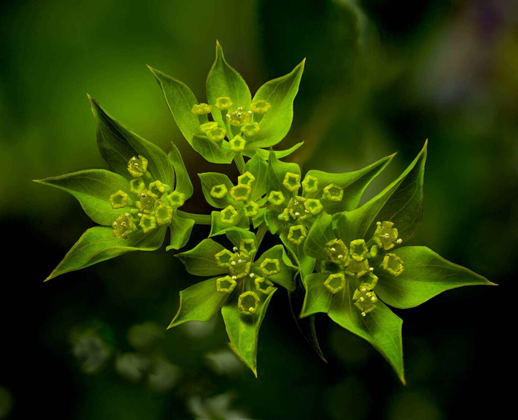 Hare's ear plant, green leaves with small greenish-white flowers.